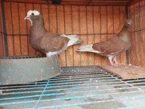 Pigeon Sell