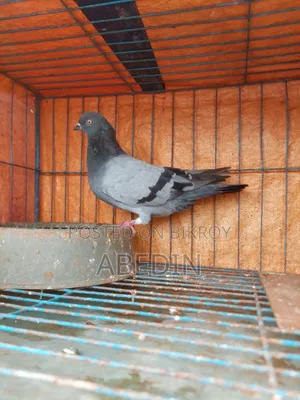 Pigeon Sell