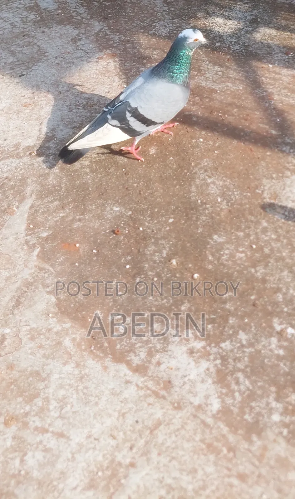 Pigeon Sell