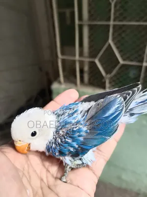 Blue Offline