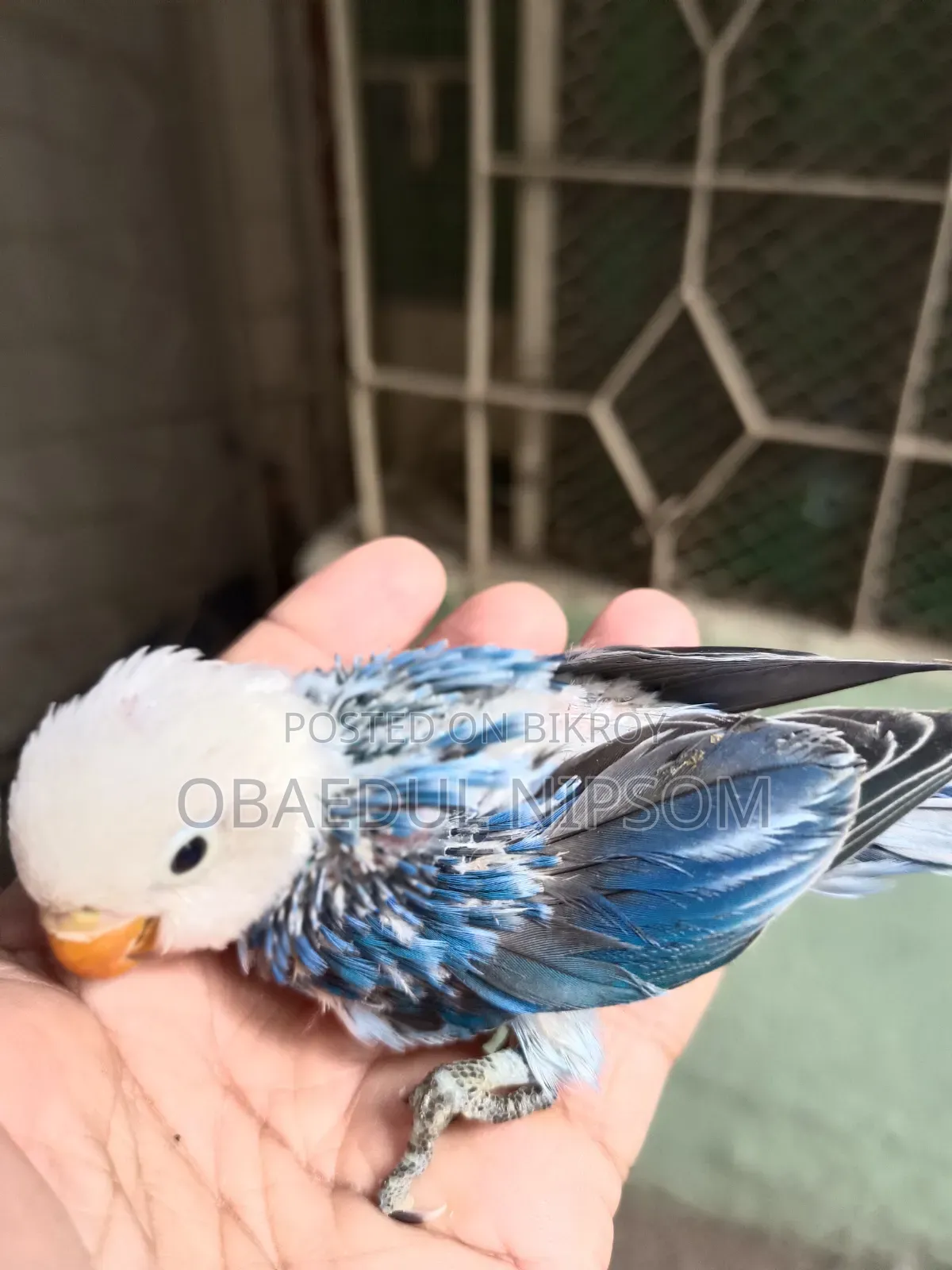 Blue Offline