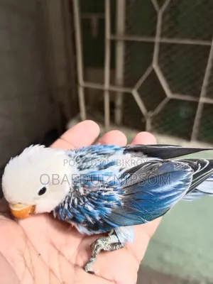 Blue Offline