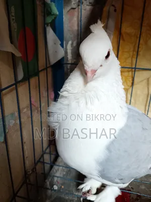 One Satin and Two Giribaz Pigeons with Eggs for Sale