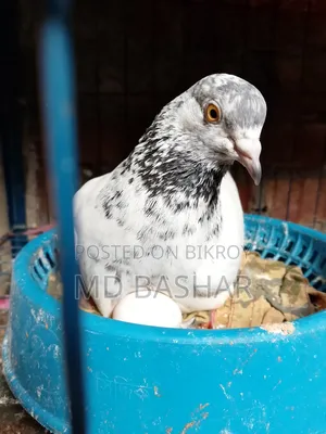 One Satin and Two Giribaz Pigeons with Eggs for Sale