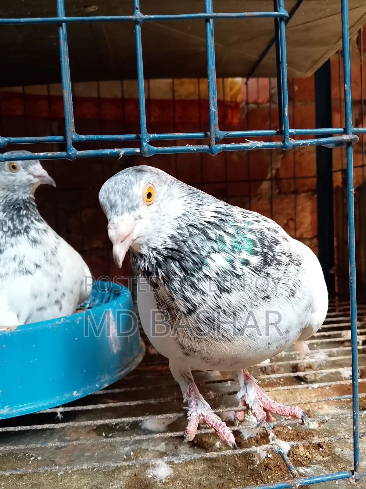 One Satin and Two Giribaz Pigeons with Eggs for Sale