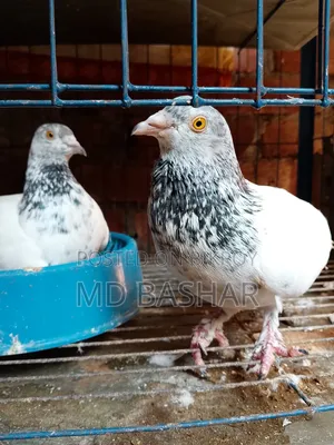 One Satin and Two Giribaz Pigeons with Eggs for Sale
