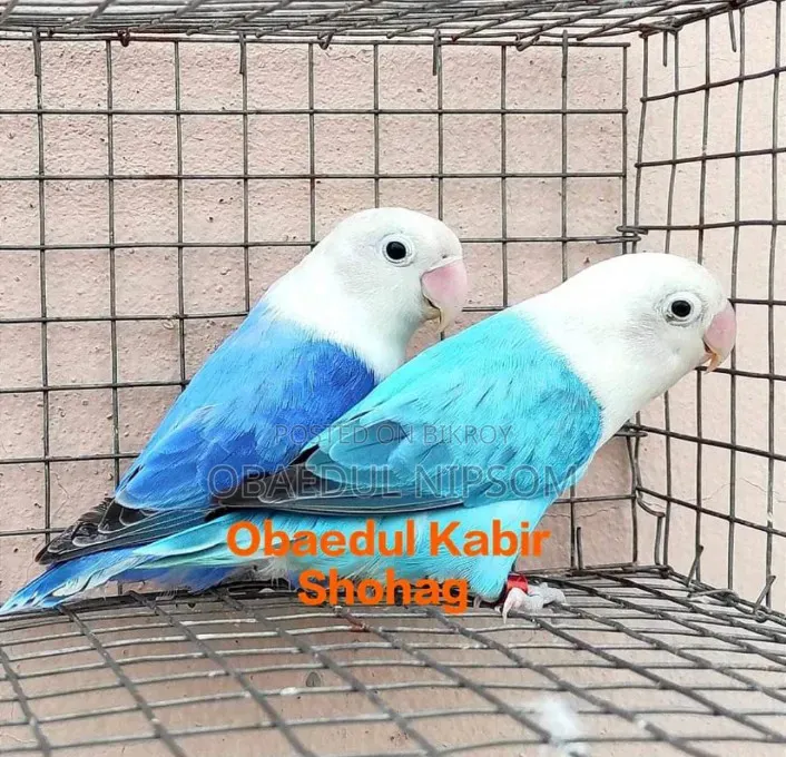Blue Offline