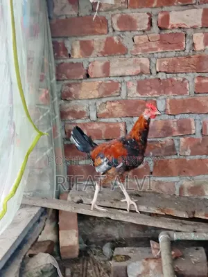 বড় জাতের মোরগ