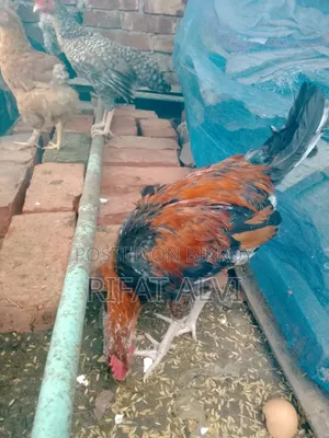 Large Breed Rooster