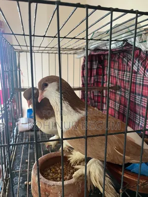 Shirazi Racer Pigeons