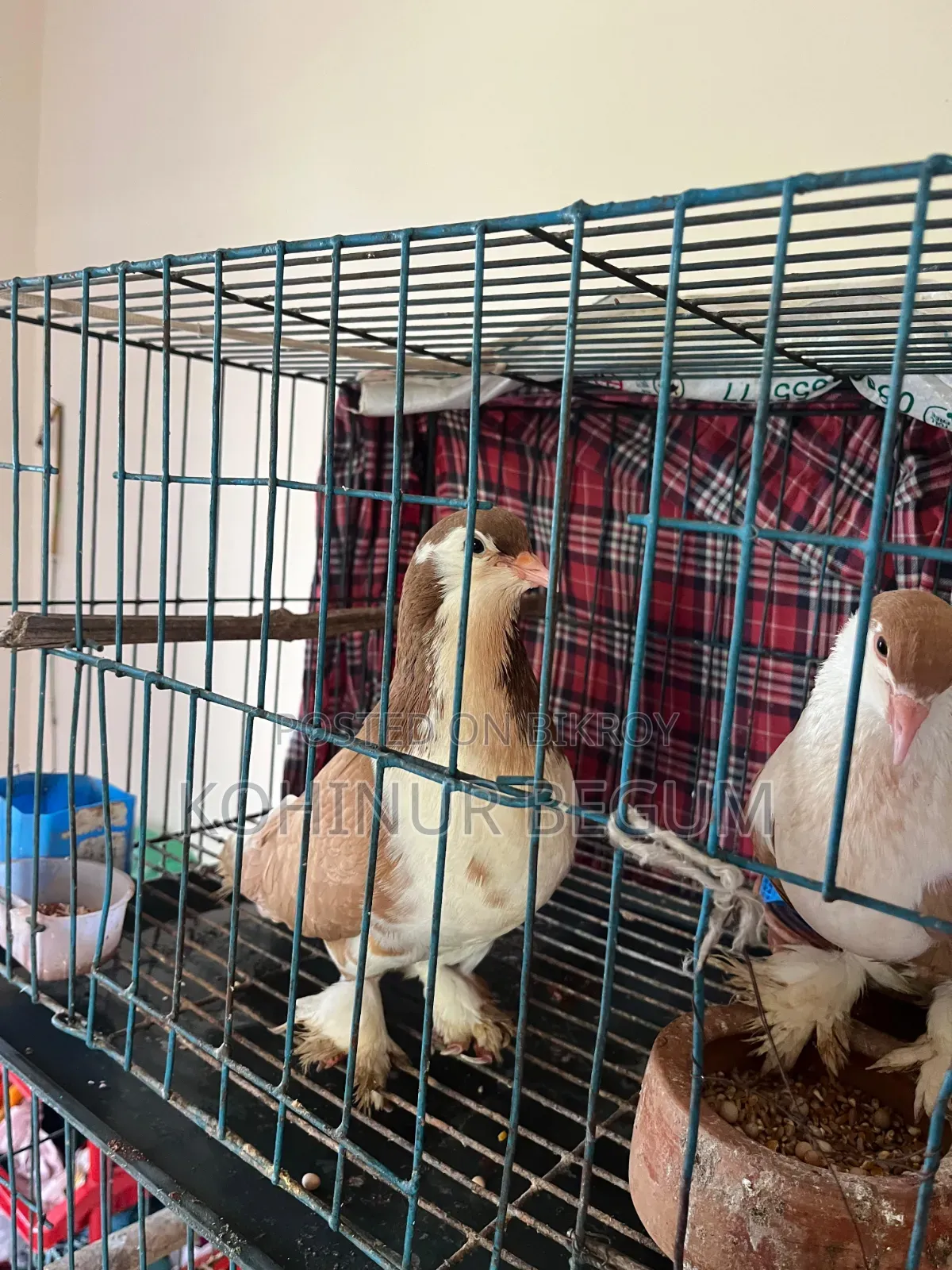 Shirazi Racer Pigeons