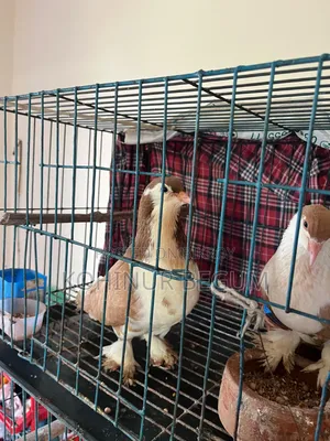 Shirazi Racer Pigeons