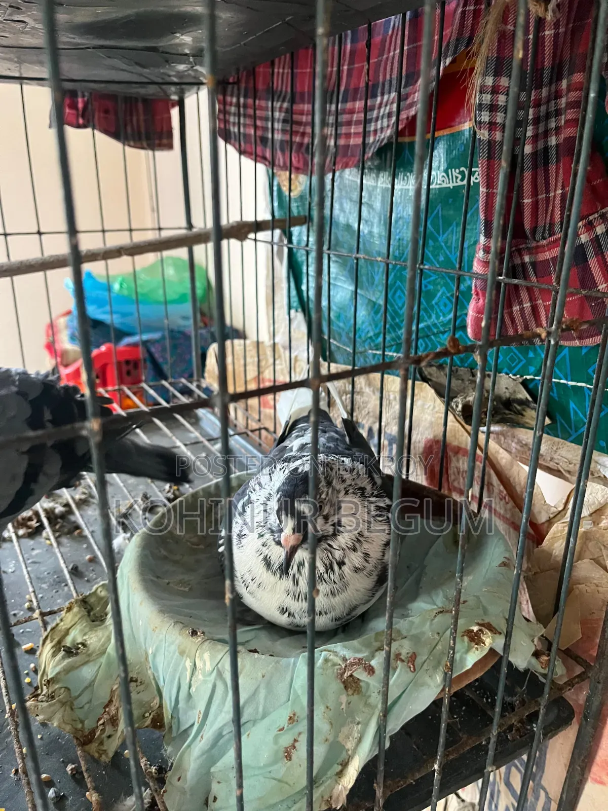 Shirazi Racer Pigeons