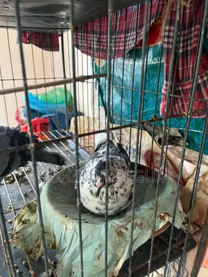 Shirazi Racer Pigeons