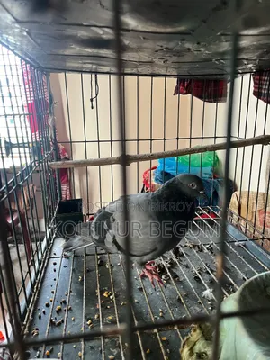 Shirazi Racer Pigeons