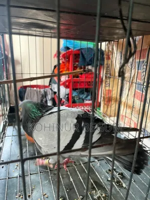 Shirazi Racer Pigeons