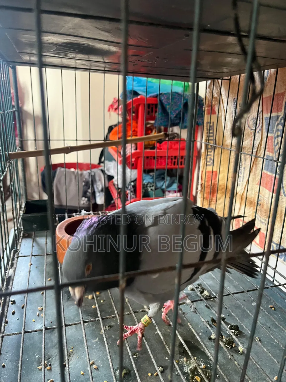 Shirazi Racer Pigeons