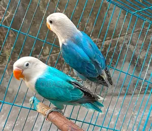 Love Bird Ewing