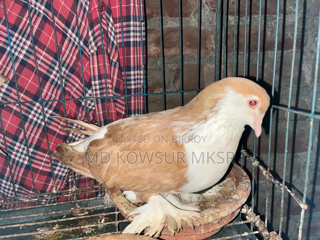 সিরাজি রেসার