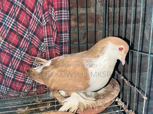 সিরাজি রেসার