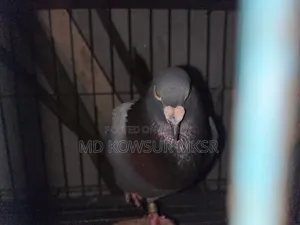সিরাজি রেসার