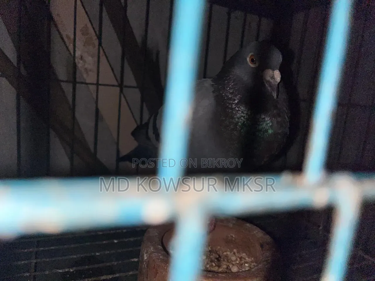 সিরাজি রেসার