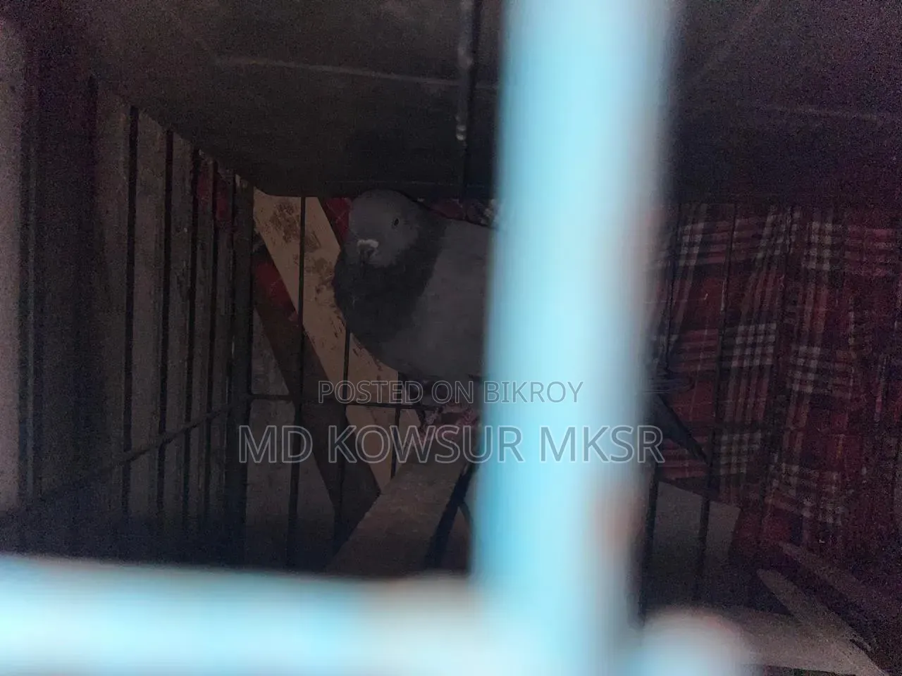 সিরাজি রেসার