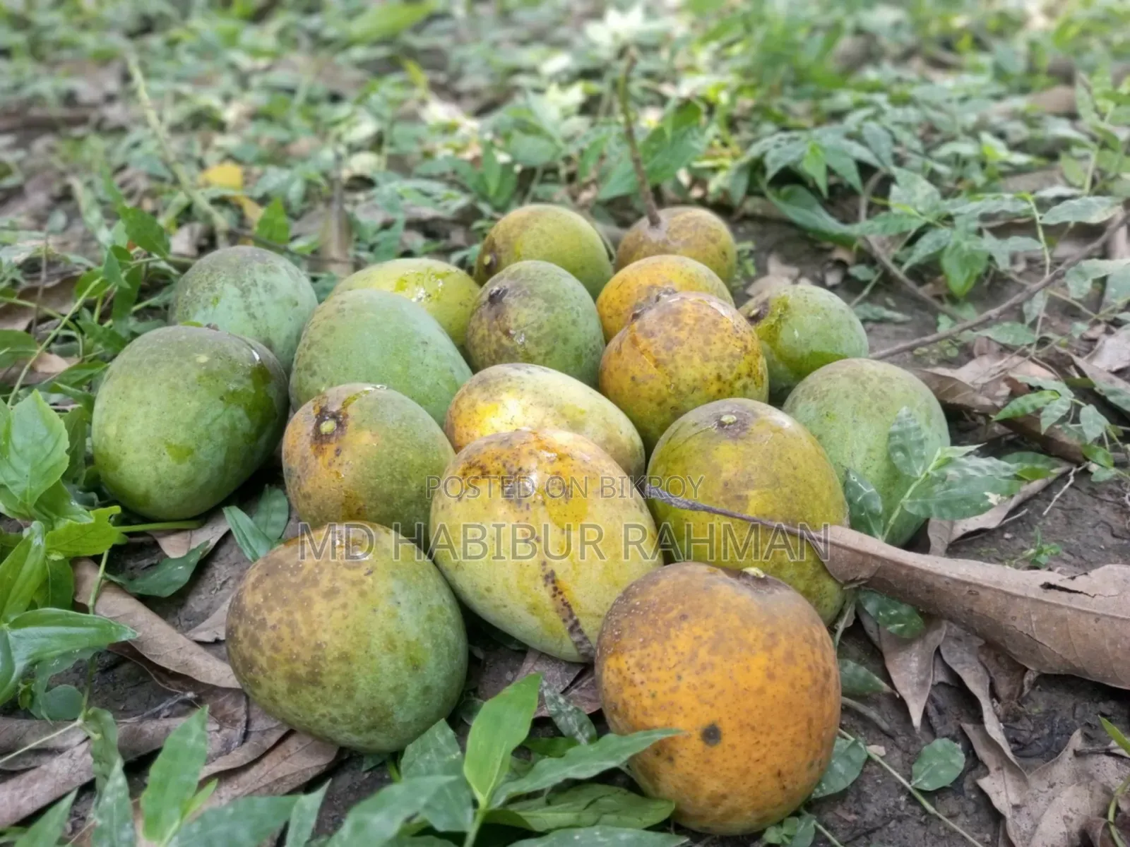 Satkhira's Famous Himsagar Mango