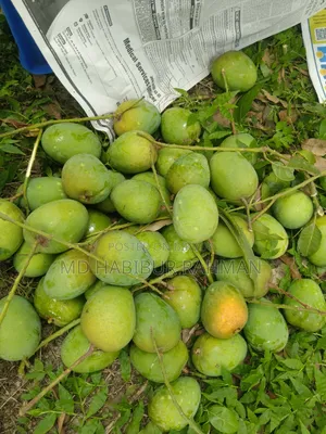 Satkhira's Famous Himsagar Mango