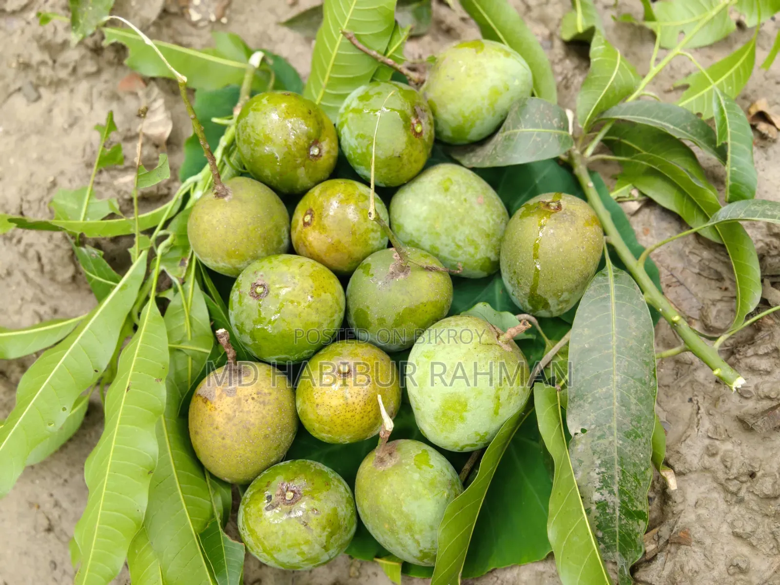 Satkhira's Famous Himsagar Mango