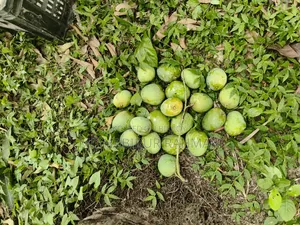 Satkhira's Famous Himsagar Mango