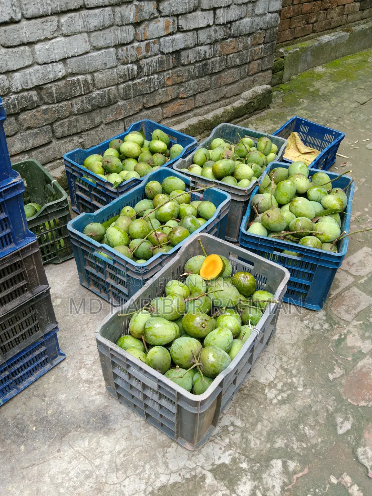 Satkhira's Famous Himsagar Mango