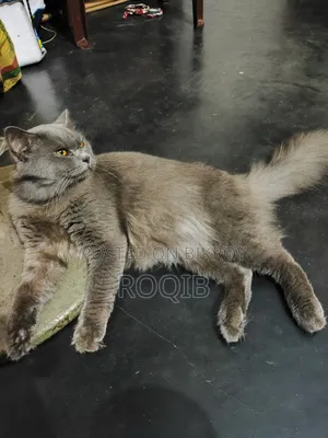 6-12 Months Male Purebred British Shorthair