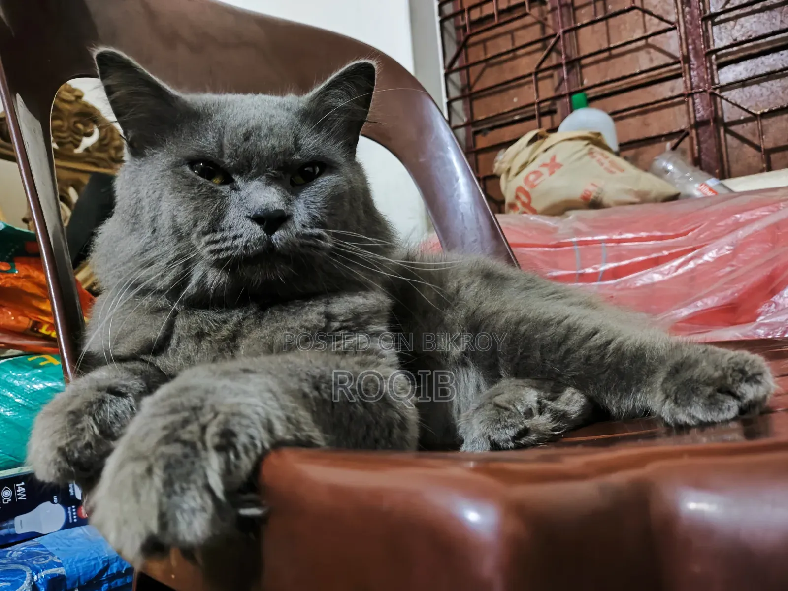 6-12 Months Male Purebred British Shorthair