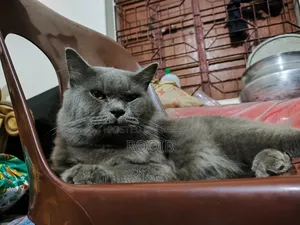 6-12 Months Male Purebred British Shorthair