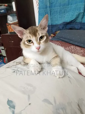 ১ বছরের বেশি বয়সী ফিমেল মিক্সড ব্রিড বিড়াল