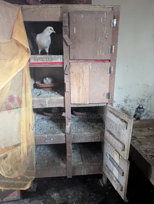 Pigeon Loft and Two-Story Chicken Coop for Sale