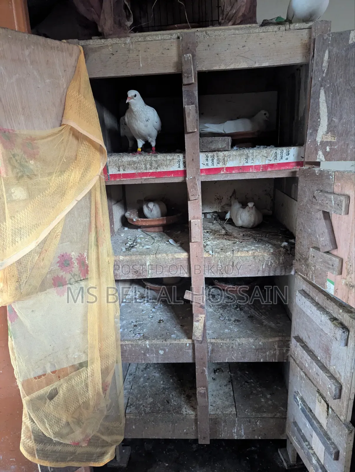 Pigeon Loft and Two-Story Chicken Coop for Sale
