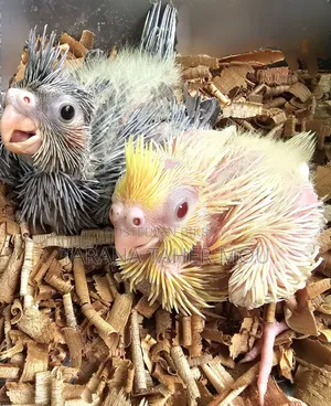 Tame Size Baby Cockatiel