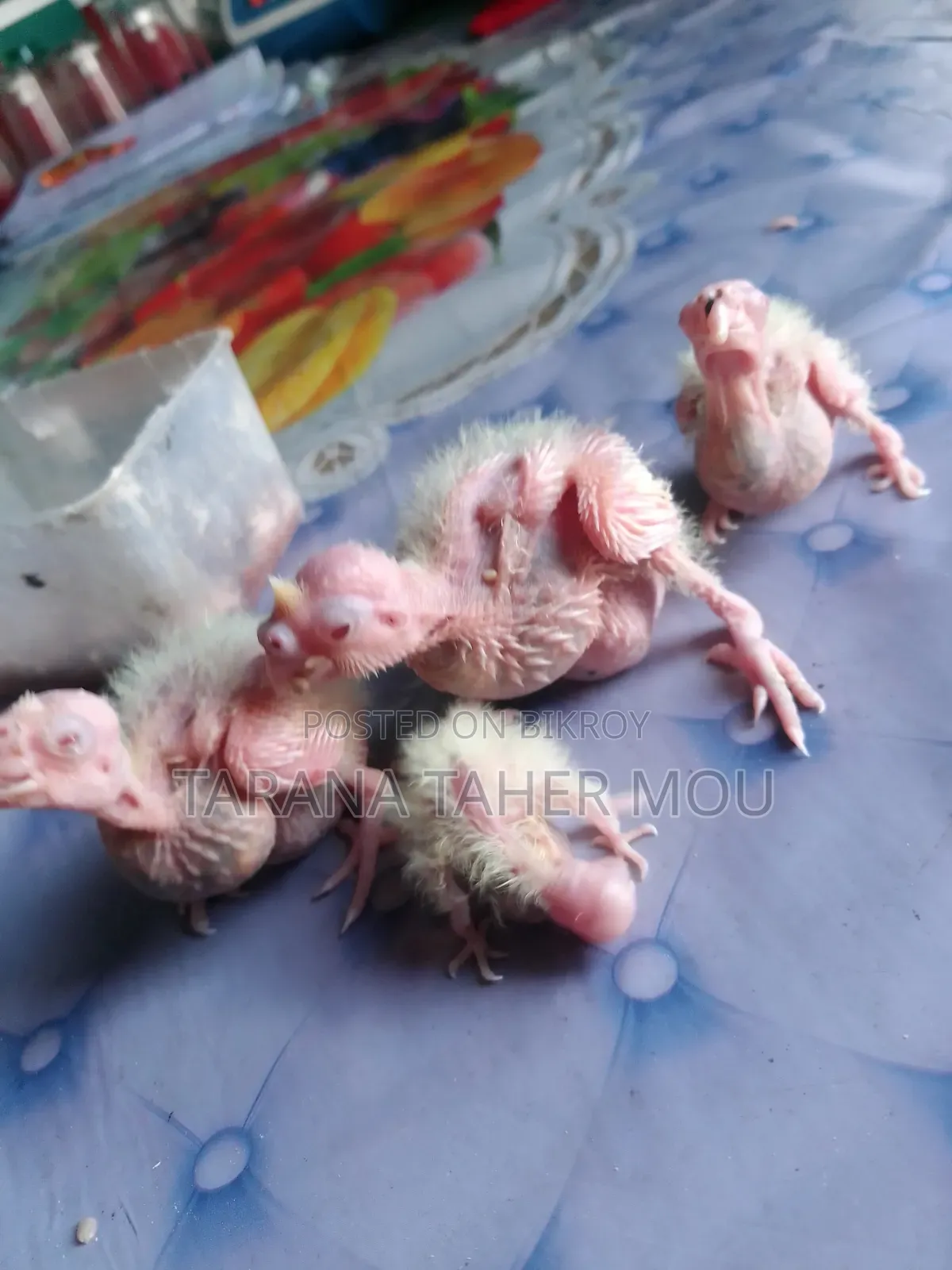 Tame Size Baby Cockatiel