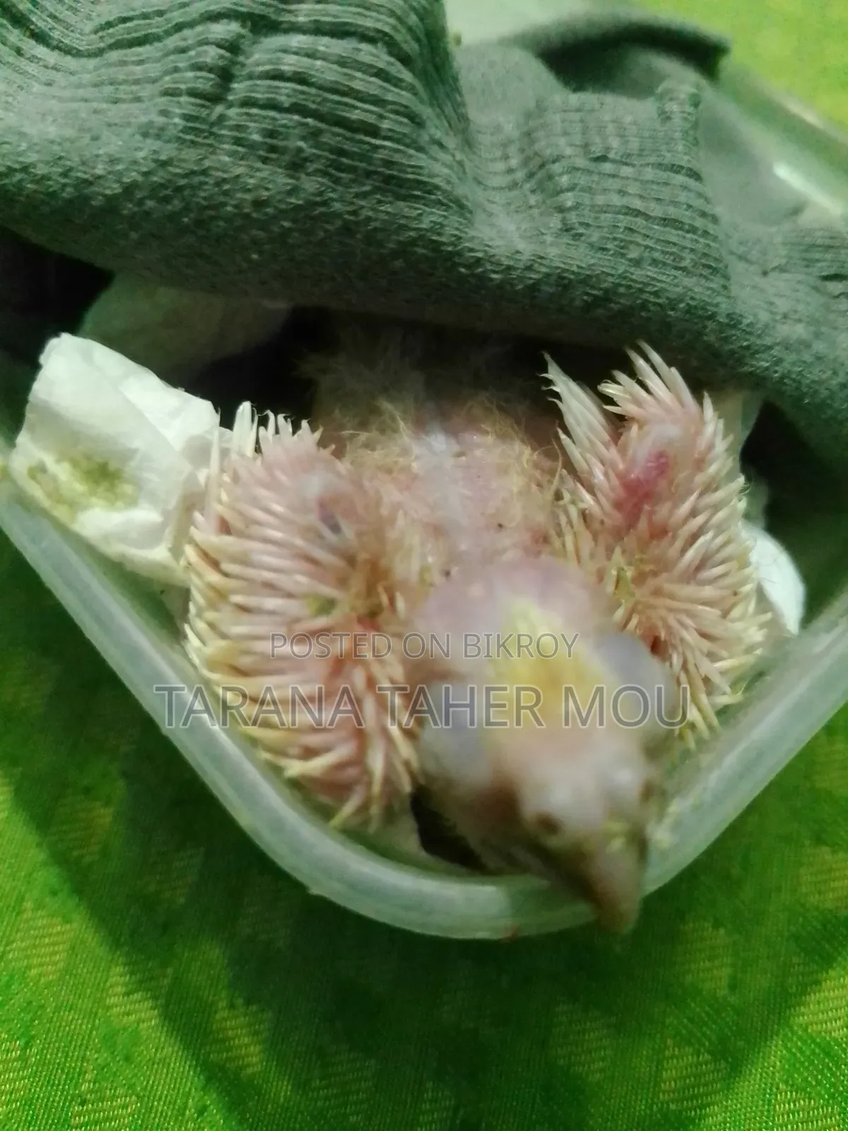 Tame Size Baby Cockatiel