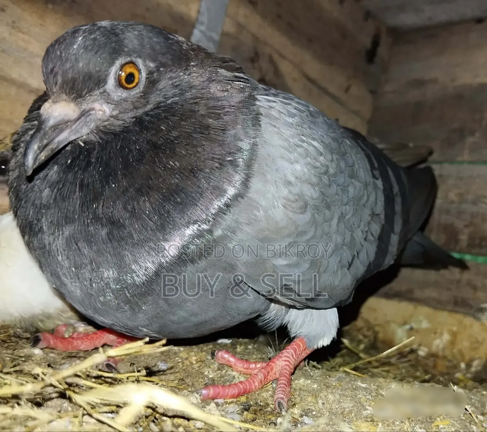 Pair of Breeding Desi Pigeons