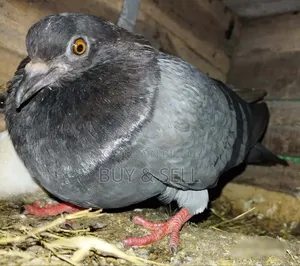 Pair of Breeding Desi Pigeons