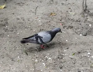 Pair of Breeding Desi Pigeons