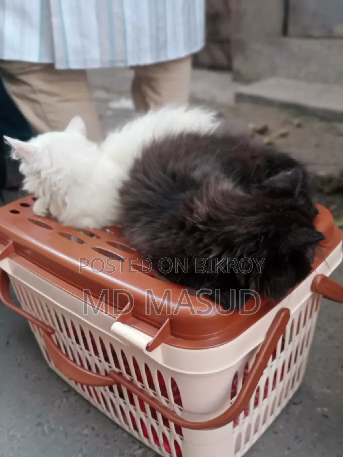 1-3 Months Male Purebred Persian