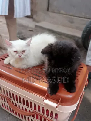 1-3 Months Male Purebred Persian