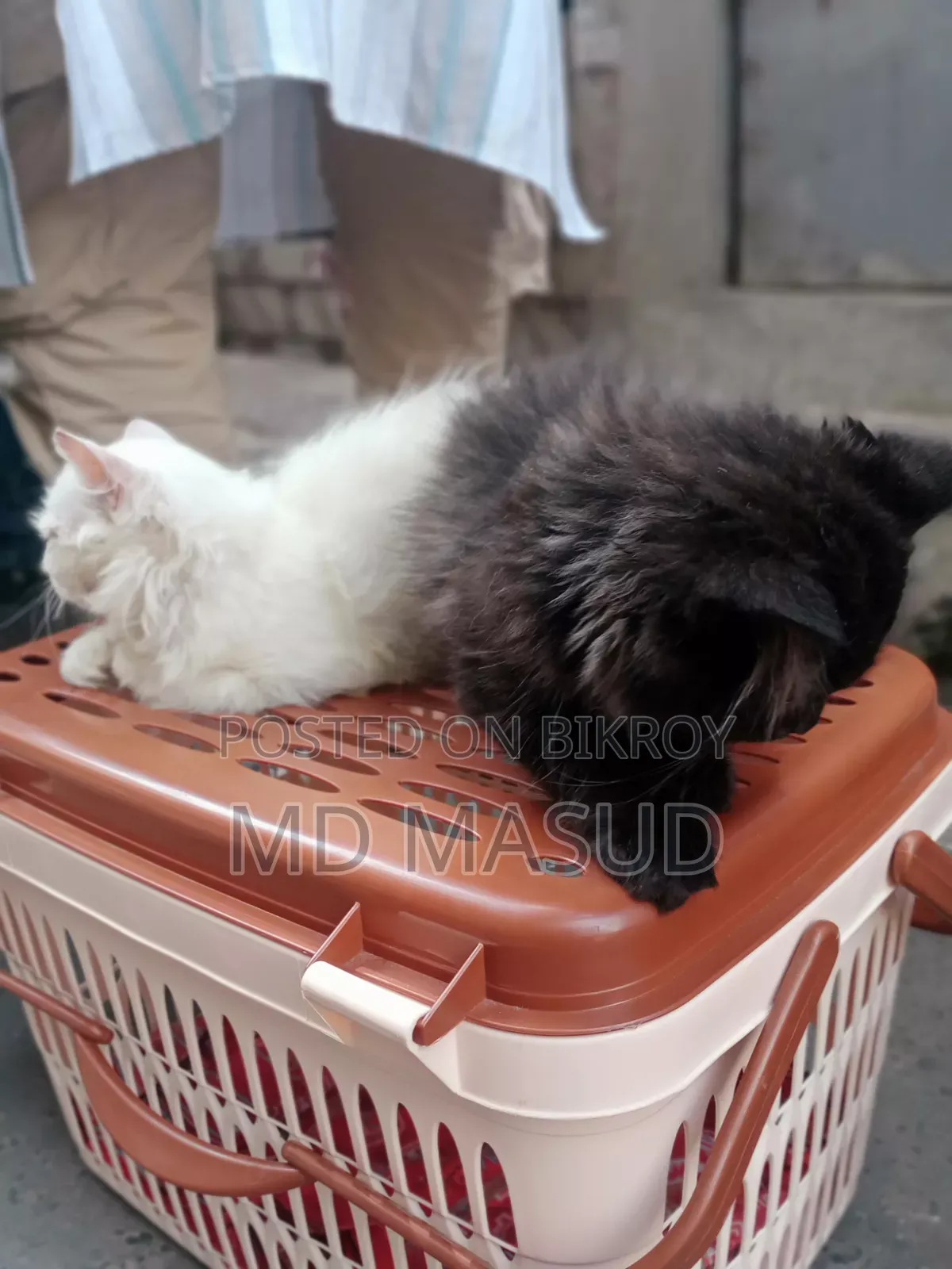 1-3 Months Male Purebred Persian