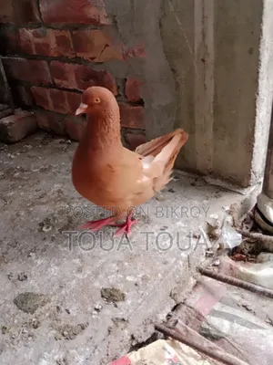 Two Pigeons for Sale