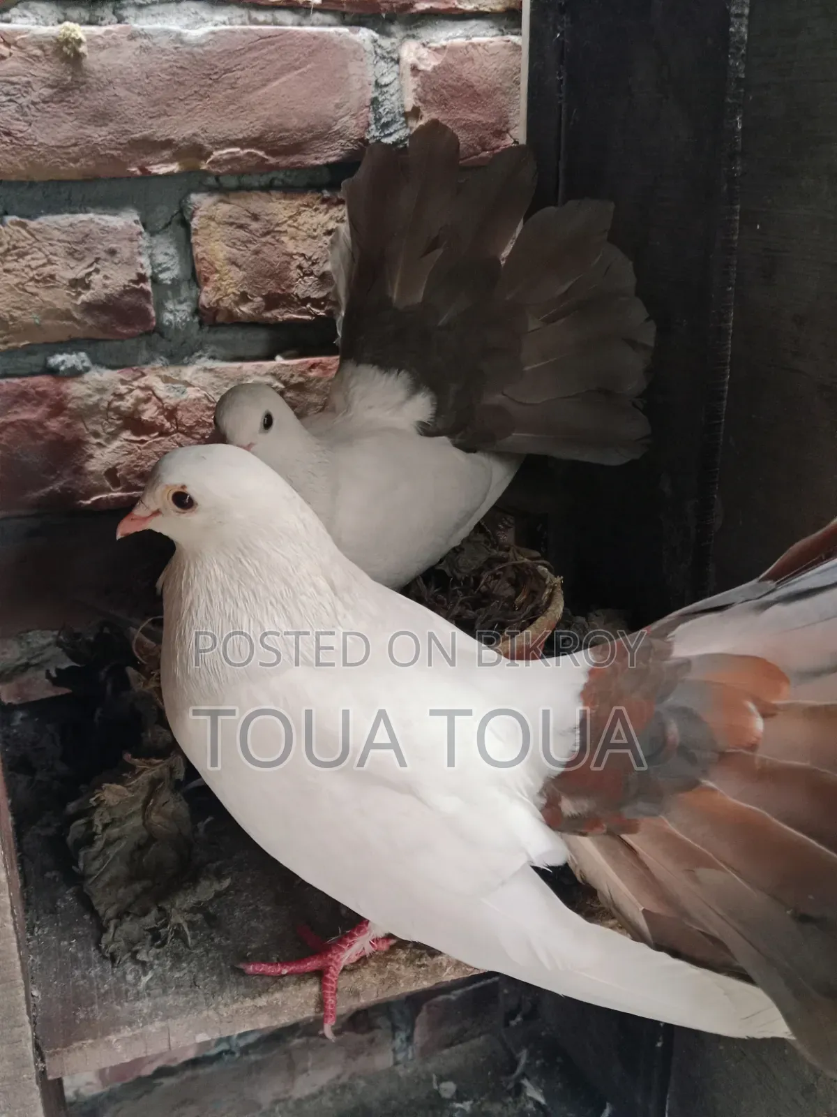 Two Pigeons for Sale