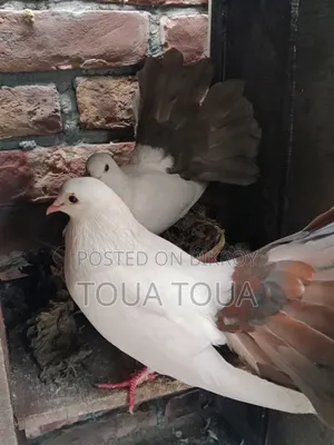 Two Pigeons for Sale